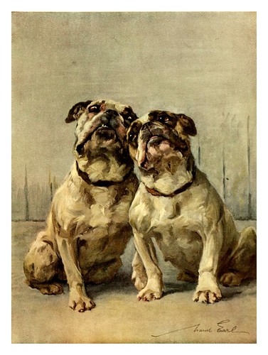 016-Bulldogs enanos-The power of the dog 1910- Maud Earl
