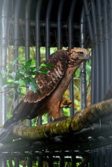 熊鷹（烏來）僅在野放籠中來回振翅，並未飛離籠舍，將等待更好的時間點再振翅於大自然，圖片來源：林務局