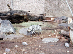 Zoo of Denver  DSCN0065