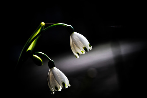 フリー画像 花 フラワー スノードロップ ガランサス ホワイト 花 フリー素材 画像素材なら 無料 フリー写真素材のフリーフォト