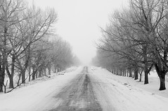 Road into Winter Mist