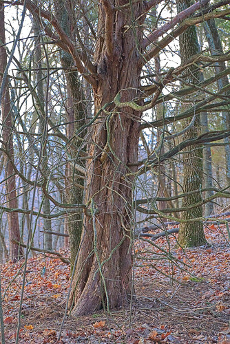 Cedar, at Engelmann Woods Natural Area, in Saint Albans, Missouri, USA