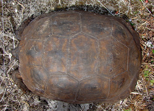 gopher turtle