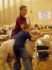 09 TN State Fair #79: a boy and his Sheep