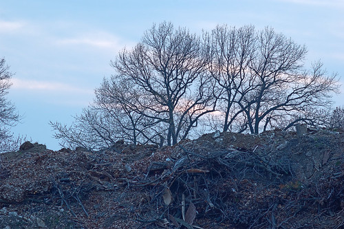 River des Peres Greenway, in Saint Louis, Missouri, USA - trees over compost pile