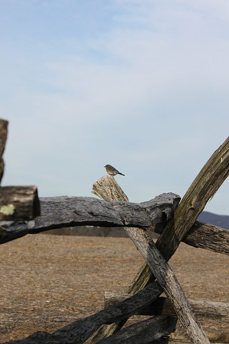bluebird on split rail fence at antietam