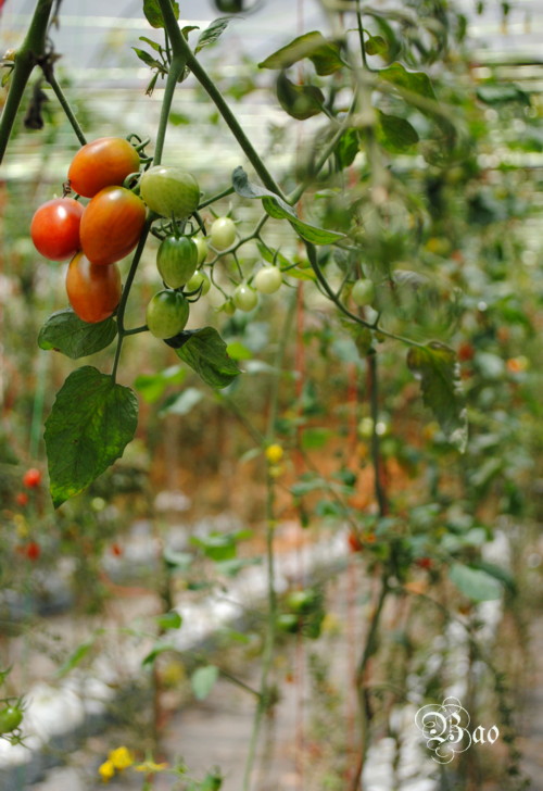 Tomatoes1