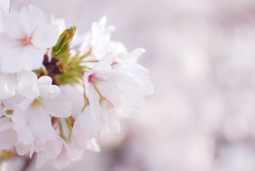 桜　Cherry blossom