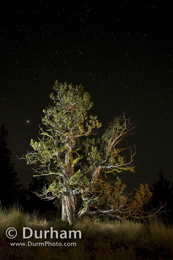 western juniper and night sky