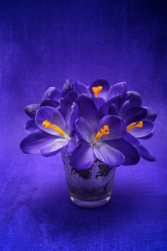 フリー写真素材|花・植物|アヤメ科|クロッカス|パープル|