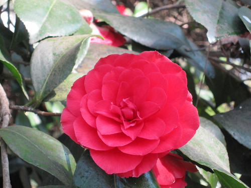 Camellia, Isabella Plantation