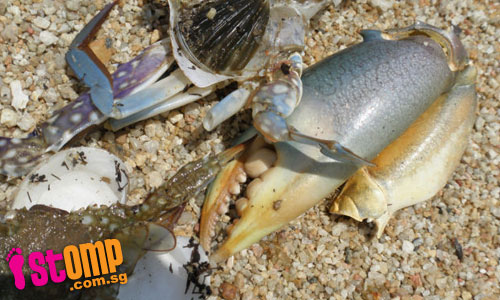  Dead crabs washed ashore on polluted beach