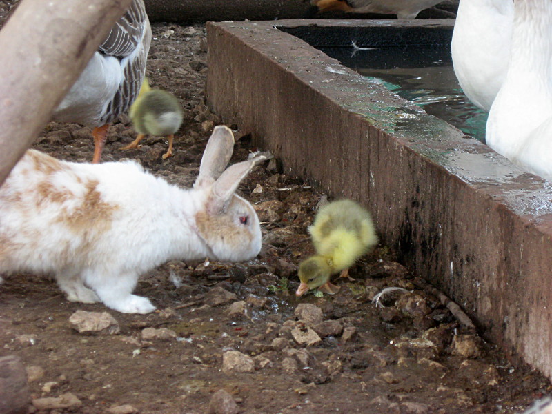01-05-2010-chicki-and-rabbit