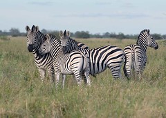 Zebras, Savuti, Botswana
