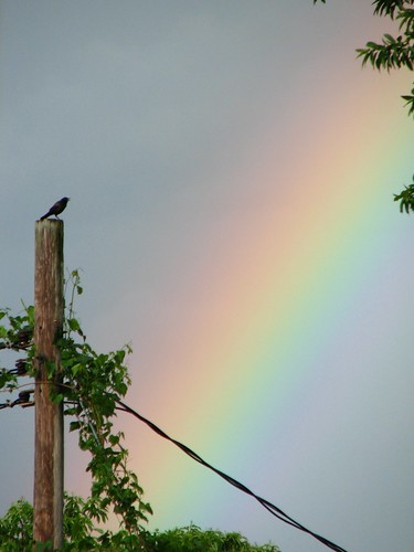 rainbow and grackle