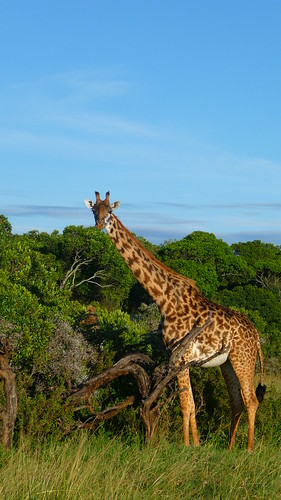 Day 11: Last giraffe siting