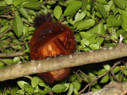 大赤鼯鼠 Petaurista philippensis grandis