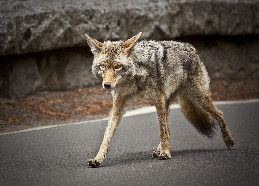 159/365: Wild Coyote.
