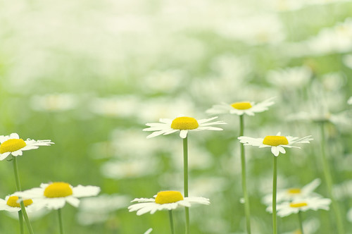  フリー写真素材, 花・植物, キク科, マーガレット・木春菊, 白色の花,  