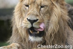 Lion by Chester Zoo, on Flickr
