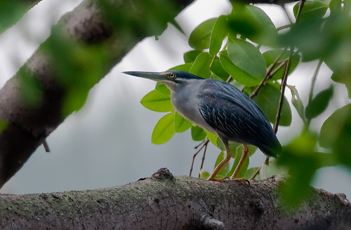 Striated Heron by you.