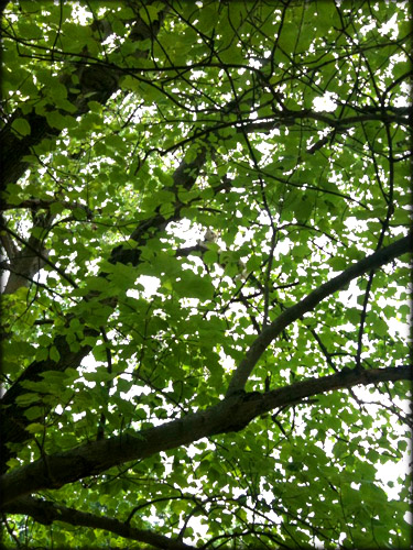 summer-tree-foliage-iambossy