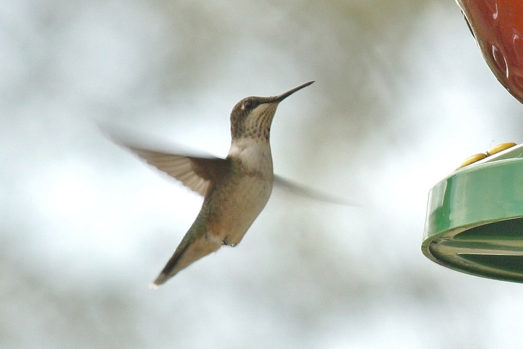 Ruby-throated hummingbird (6)