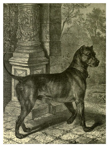 008-Mastin aleman-The illustrated book of the dog 1881- Vero Kemball Shaw
