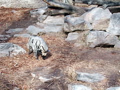 Zoo of Denver  DSCN0060