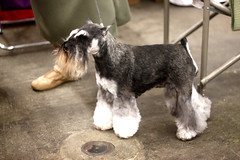 Golden Gate Kennel Club Dog Show