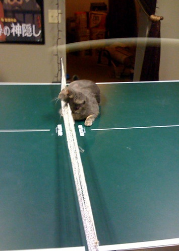 Ping Pong Cat - Me
