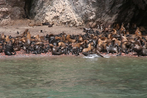 thousands of sea lion babies and mamas!