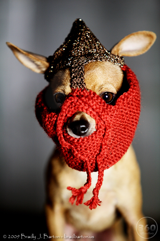 Pixel the Chihuahua in a Knitted Norse Battle Helmet