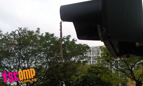  So dangerous! Bee's nest hangs from traffic light at Penang Road