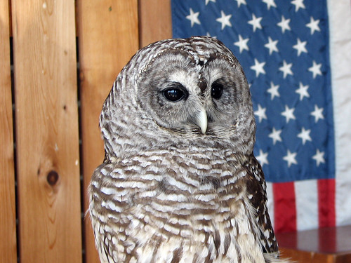 Meepy the Barred Owl