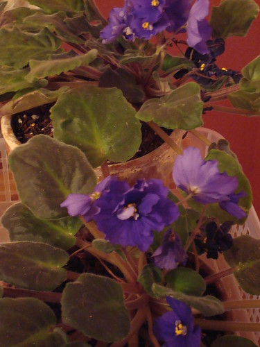My Beatiful African Violets #2