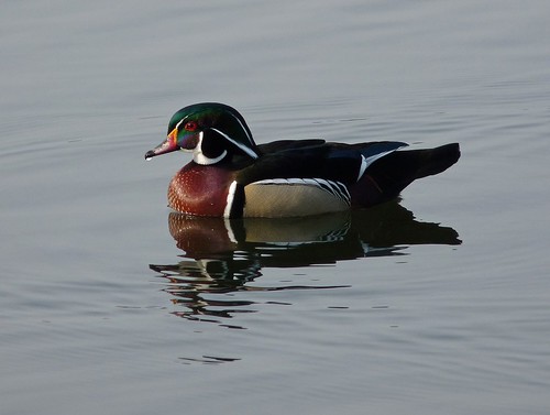 12296 - Wood Duck at Sandy Water Park