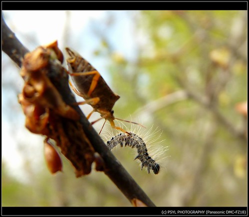 Shield Bug and Eastern Tent Caterpillar 2