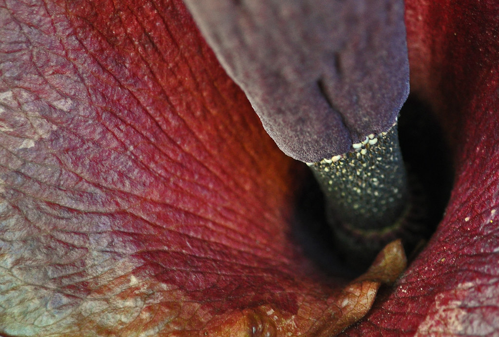 Amorphophallus konjac 4