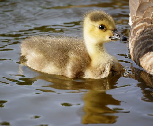 Goose Baby