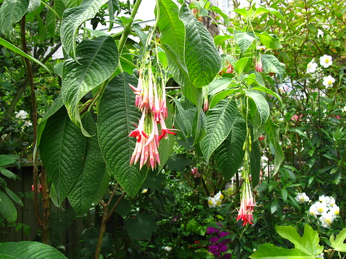 Fuchsia boliviana 'Alba'