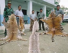 尼泊爾保育官員展示非法交易的動物皮毛，包括老虎、豹與蛇。(照片來源：WWF影像庫，攝影者為Jeff Foott )