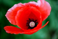 Coquelicot photo fleur rouge