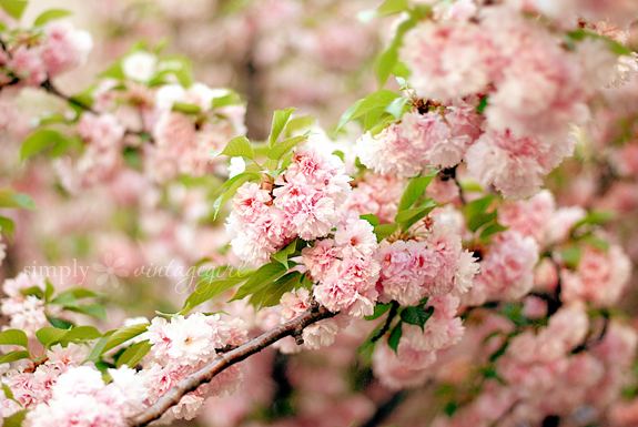 Blossoms on a Tree
