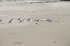 Hahei beach shorebirds