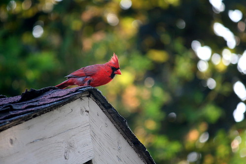 1:365 Angry Cardinal