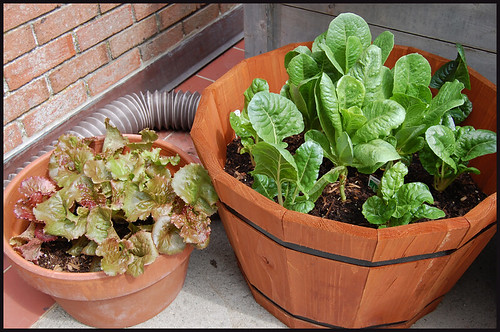 lettuces and chard