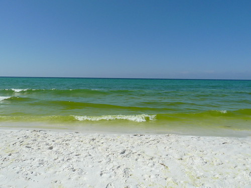 The beach & water full of algae Friday 