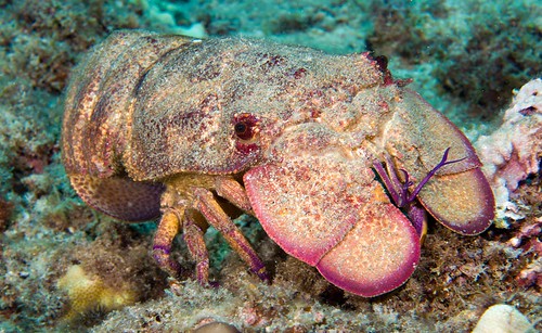 Scaly Slipper Lobster