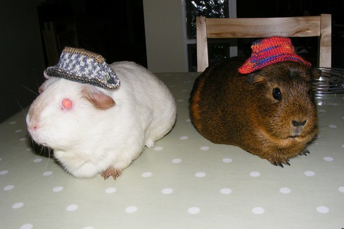 Pigs in ska hats